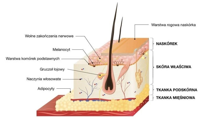 Zastosowanie terapii peptydem BPC-157 w chorobach skórnych