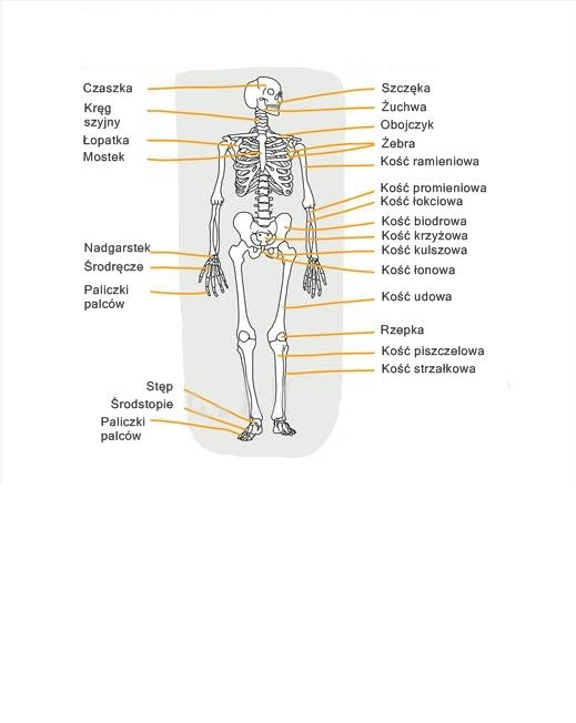 Wpływ BPC-157 na urazy układu kostno-stawowego i mięśniowego. Pomoc terapii peptydem w przypadku ran, oparzeń i skaleczeń.