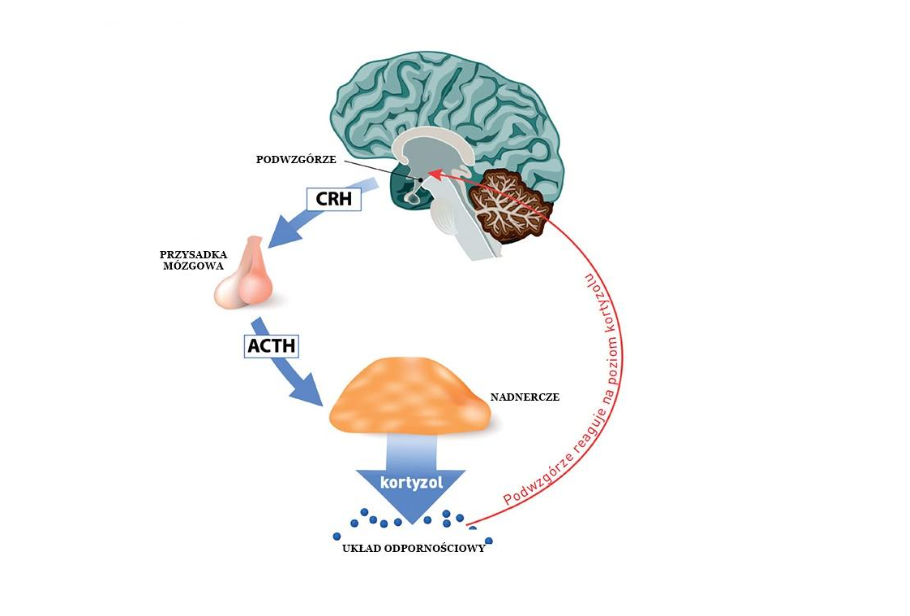 NL-Epithalon w jako peptyd towarzyszący w ograniczeniu reakcji na stres