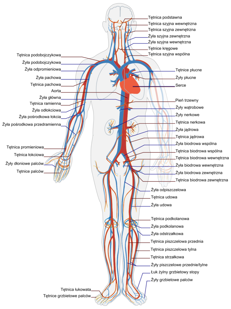 bpc 157 atrial fibrillation Stable Gastric Pentadecapeptide BPC 157 as Useful Cytoprotective Peptide  Therapy in the Heart Disturbances, Myocardial Infarction, Heart Failure,  Pulmonary Hypertension, Arrhythmias, and Thrombosis Presentation main image 1