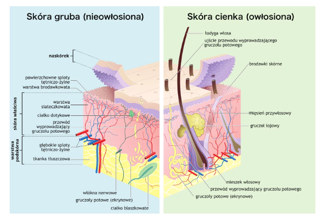 NL-GHK-Cu w eliminacji zrogowaceń i zgrubień skóry