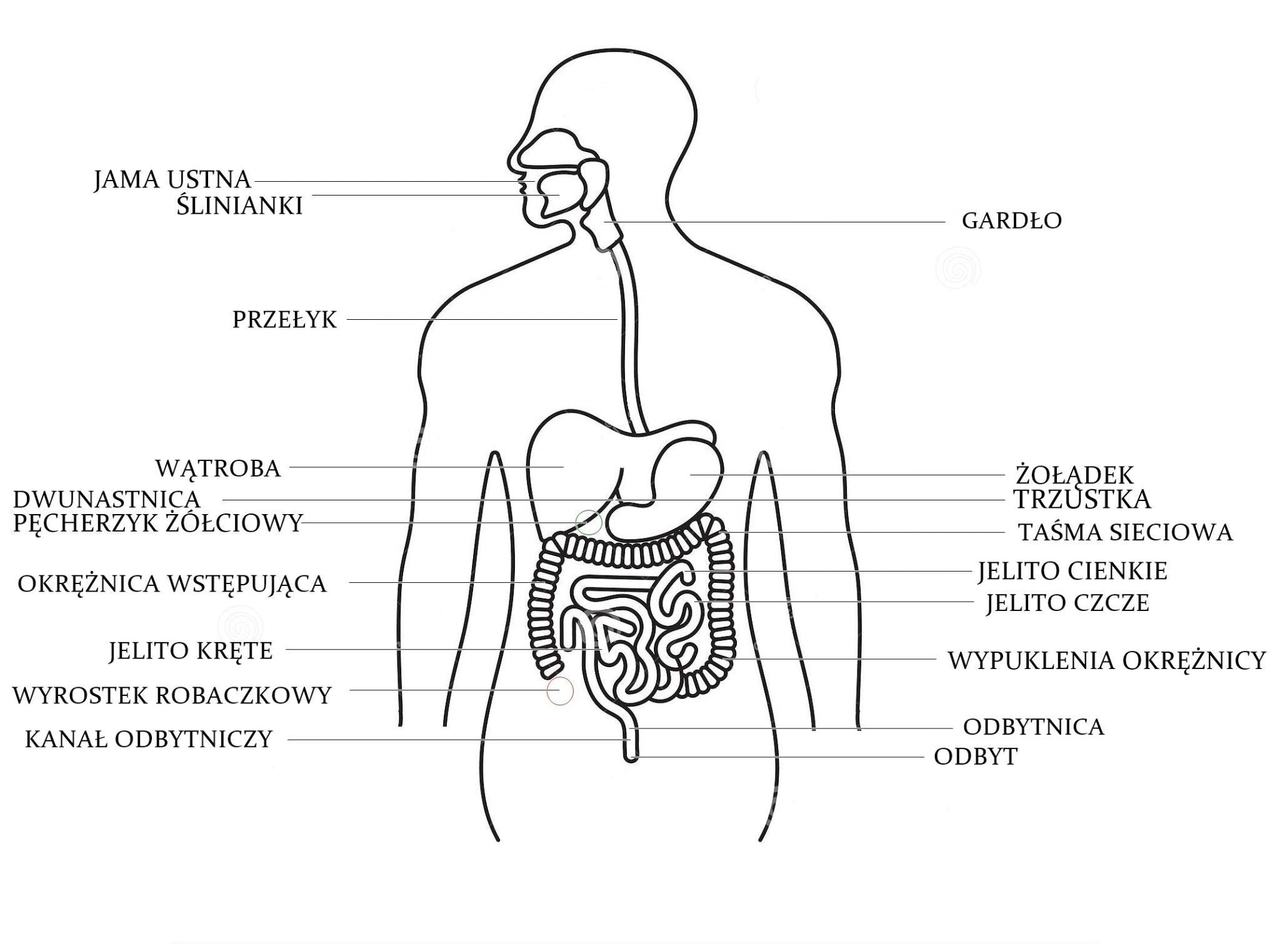 BPC-157 w układzie pokarmowym. Cytoprotekcyjne działanie BPC-157 w stanach chorobowych żołądka, jelit i wątroby.
