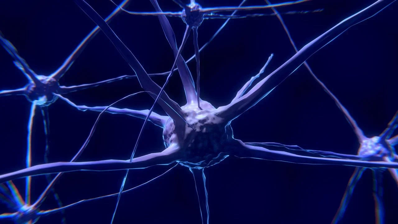 Peptide BPC-157 and brain function Synthagen PL Peptide BPC-157 and brain function Synthagen PL