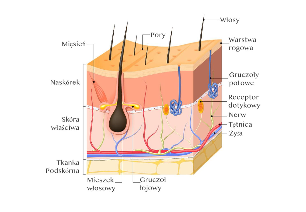Właściwości regeneracyjne peptydu NL-GHK-Cu dotyczące skóry. Terapia peptydem w eliminacji blizn pooperacyjnych i potrądzikowych