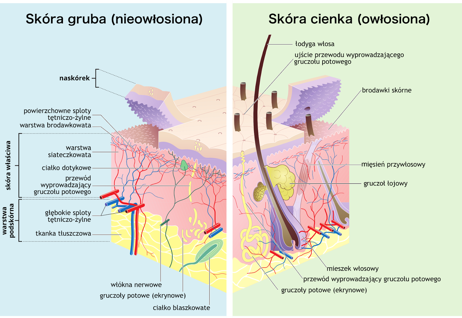 Rola NL-Epithalonu w zachowaniu zdrowej, sprężystej i jędrnej skóry twarzy i ciała.