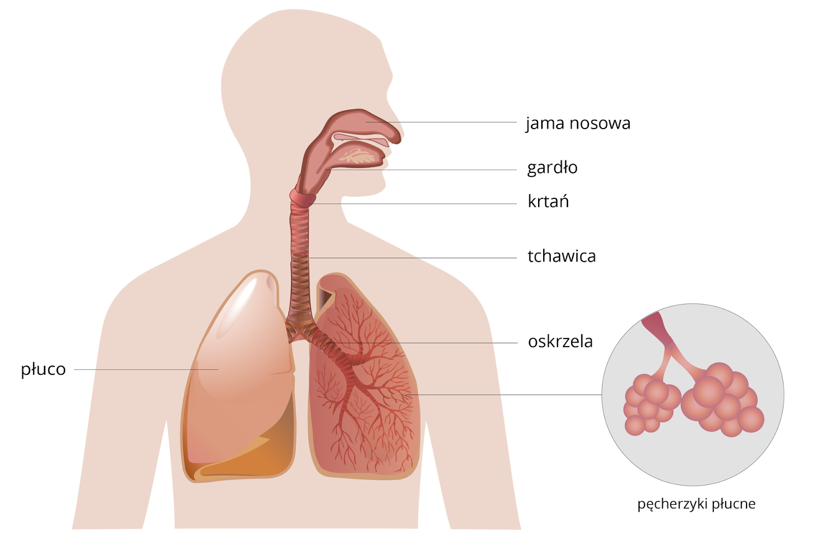 NL-GHK-Cu in lung diseases Synthagen PL NL-GHK-Cu in lung diseases Synthagen PL