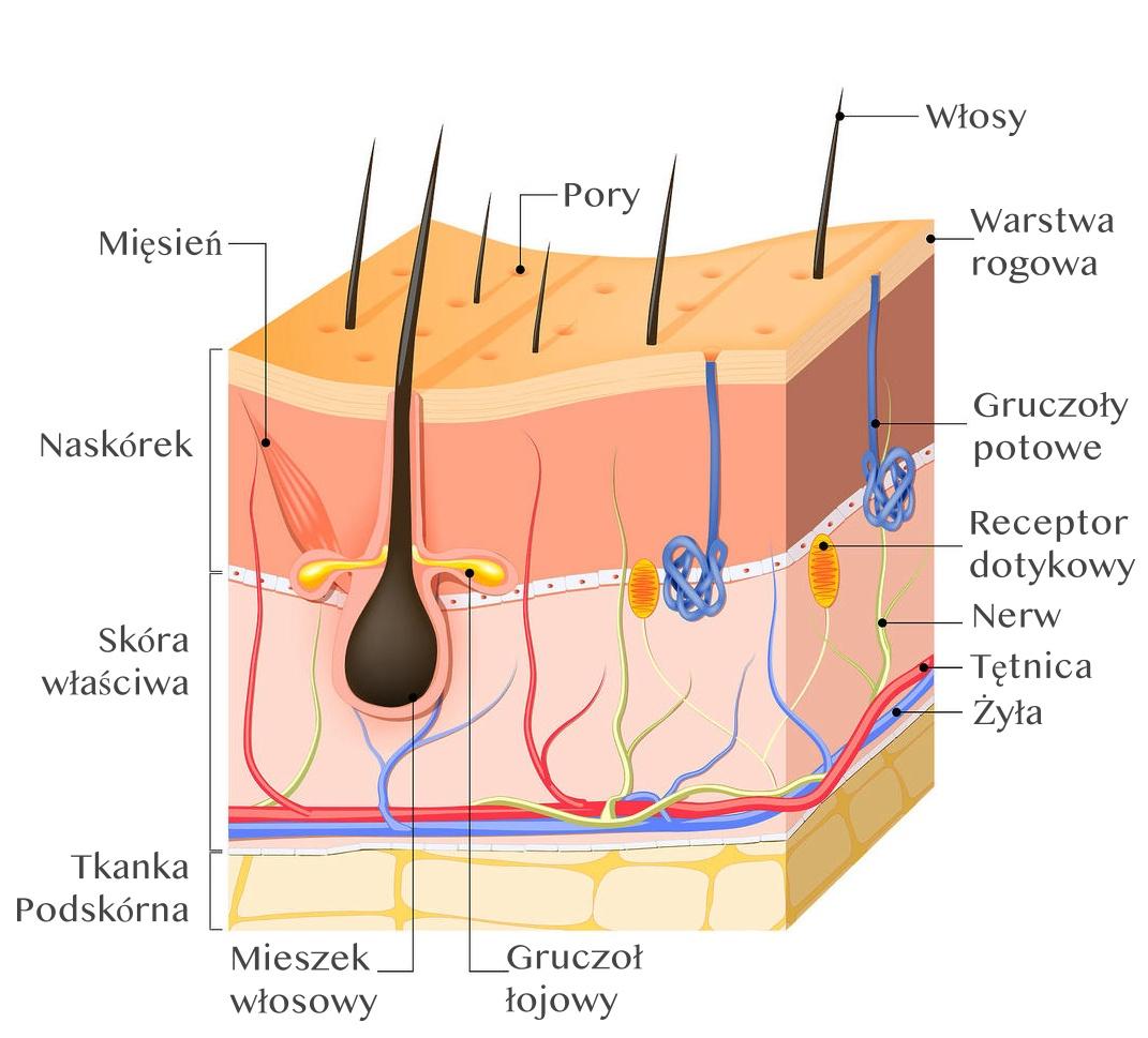 Rola peptydu NL GHK-Cu w procesach odbudowy i regeneracji skóry i włosów