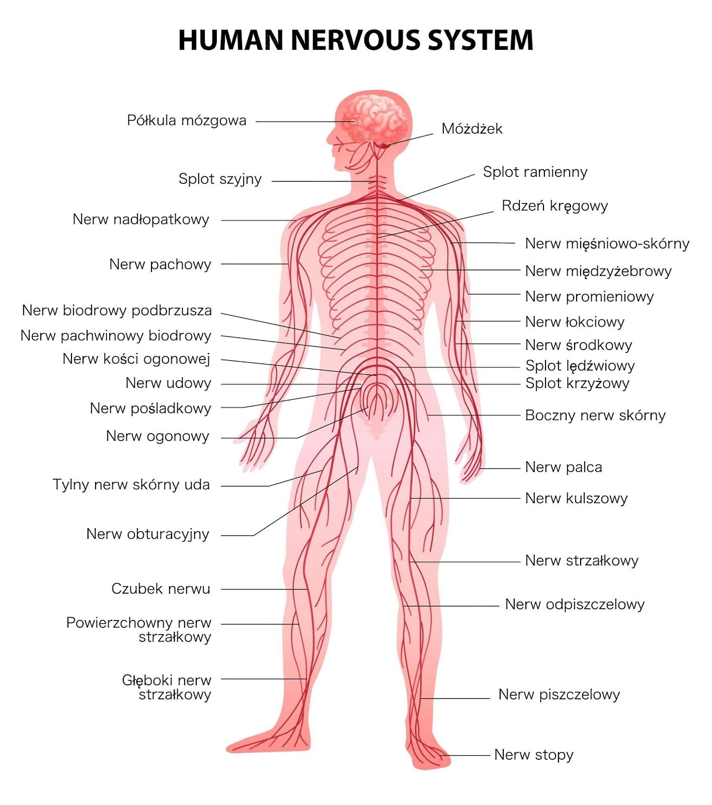 NL-GHK-Cu w układzie nerwowym