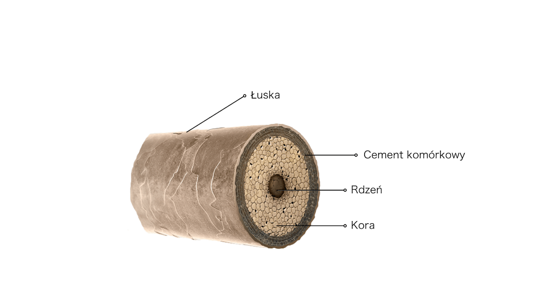 Terapia peptydem NL-GHK-Cu w eliminacji procesu wypadania i osłabiania włosów