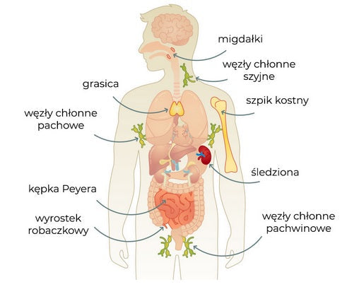 Wpływ terapii BPC-157 na układ immunologiczny