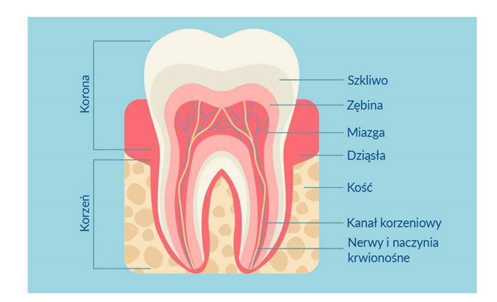 NL-Epithalon w profilaktycznej terapii pozwalającej na zachowanie prawidłowego uzębienia oraz pomocniczej terapii pozwalającej na jego odbudowę