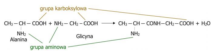 Charakterystyka peptydów. Synteza i modyfikacje peptydowe