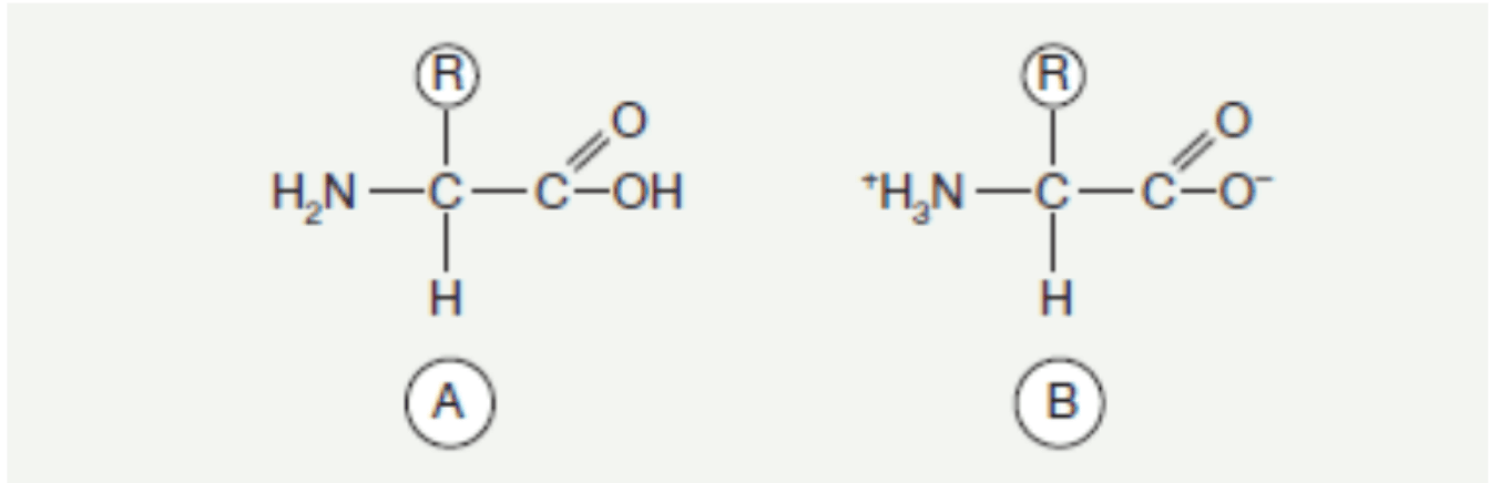 Biologiczna rola aminokwasów, białek i peptydów w prawidłowym funkcjonowaniu i regeneracji organizmu