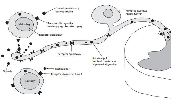 Leczenie bólu. Przeciwbólowe zastosowanie terapii peptydem BPC-157