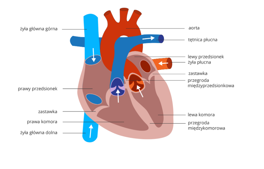 NL-GHK-Cu w profilaktyce chorób sercowo-naczyniowych