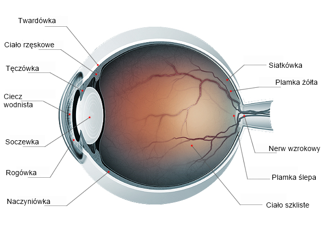 NL-Epithalon w układzie wzrokowym