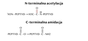 Technologia NL-PEPTIDES DELIVERY ™ jako nowatorska metoda powstawania peptydów nowej generacji