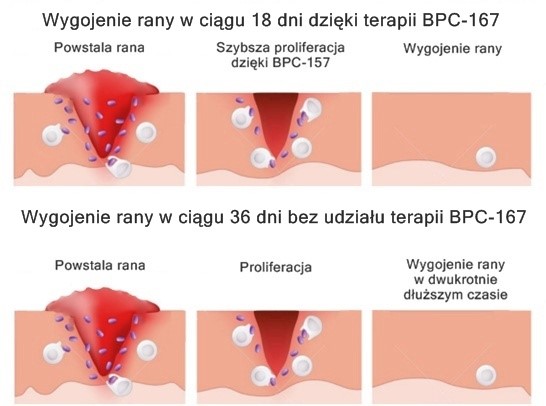 Wpływ BPC-157 na urazy układu kostno-stawowego i mięśniowego 9