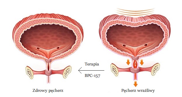 BPC-157 w układzie moczowo-płciowym 4