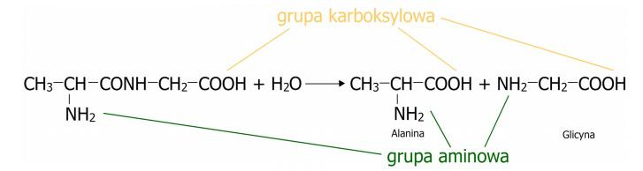 Rysunek 3. Proces hydrolizy powodującej zerwania wiązania peptydowego