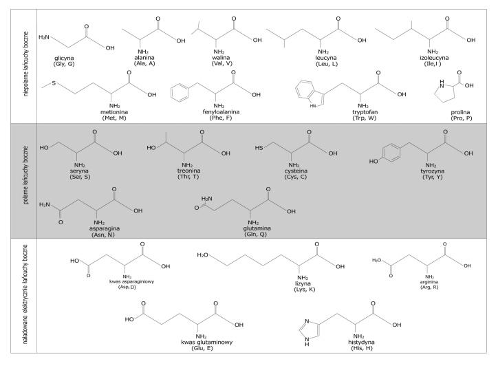 Wzory aminokwasów służące do nazewnictwa peptydów